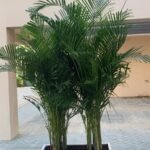 Areca Palm in Fiber Pot Height 2.5m to 3m XL - Image 3