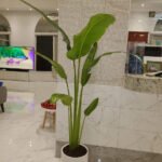 Travellers Palm Medium Promo