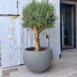 Olive Tree Premium Large from Palestine