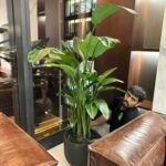 Office Plants Premium Bundle in Fiber Pot New 10pc - Image 6