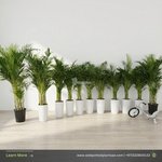 Areca Palm Bundle 11plants Office Plants or House Plants UAE