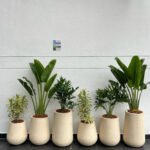 Office Plant 6 premium plants in Fiber Beige New