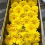 Fresh Flower Daisy 12pcs Best Seller