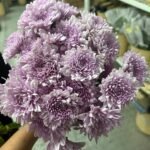 Fresh Flowers Chrysanthemum 12pc Best Seller - Image 5