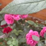 Roses 3pots Bundle Indoor plants UAE - Image 5