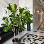 Fiddle XLarge Plant Promo at 180-200cm