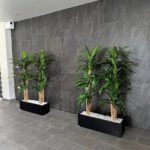 Artificial Plant in Rectangle Dracaena Plants UAE