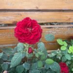 Roses 3pots Bundle Indoor plants UAE - Image 8