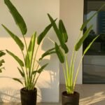 Office Plants Travellers Palm 2.2m in Black Pot Bundle 2pc PROMO