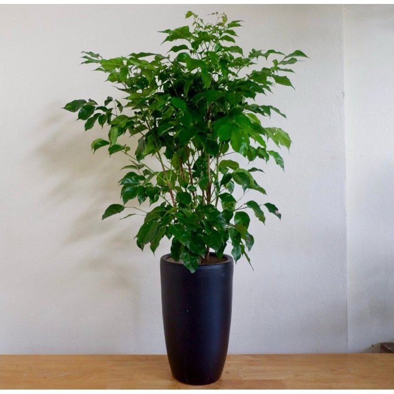 15B44005-D186-4139-BC53-124FD9E6C2F9.jpg Office Plant Chinadoll PROMO - Image 1