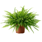 Nephrolepis Fern – Boston Fern - Image 5