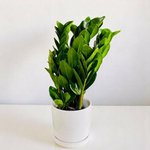 Zamioculcas Plant (ZZ Plant, Aroid Palm, Arum Fern) - Image 5
