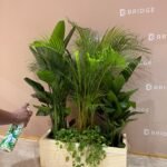 Office Plants Privacy Plant in Rectangle Pot Premium on Sale UAE