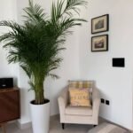Big Areca ( 8-10 feet ) - Image 3