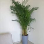 Big Areca ( 8-10 feet ) - Image 4