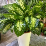 Dieffenbachia in Long Pot PROMO