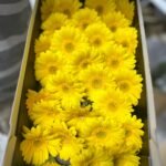 Fresh Flower Daisy 12pcs Best Seller - Image 3