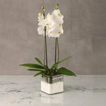 White Orchid Duo in Glass Vase