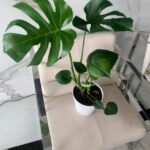 monstera  promo
