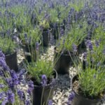 Lavender with Good Smell 30-40cm