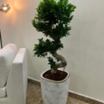 Bonsai Premium Large in Classy Pot