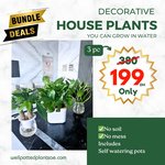 Water Plants Bundle 3 pc Mega Sale