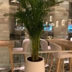 Office Plant Big Areca Palm in Fiber Pot 2.5M to 3m - Image 2
