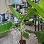 Banana Tree in Plastic Pot PROMO - Image 3