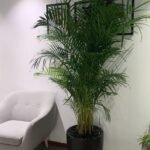 Office Plants Big Areca + Big Travellers Palm Bundle - Image 3