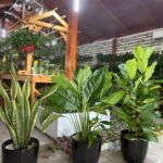 Air Purifying Bundle 2 Plants UAE - Image 3