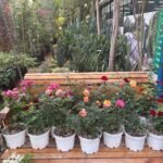 Roses 3pots Bundle Indoor plants UAE - Image 2
