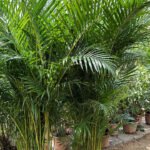 Areca XL 2.5m WOW