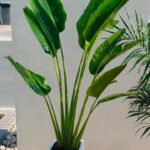Travellers Palm in Square New