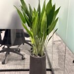 Office Plants Premium Bundle in Fiber Pot New 10pc - Image 8