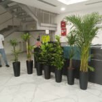 Office Plants Bundle Premium 7pc  Air Purifying Plants