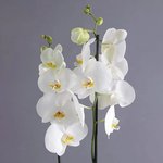 White Orchid Duo in Glass Vase - Image 2