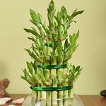 3 Layer Lucky Bamboo Plant In Glass Vase - Image 3