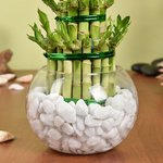 3 Layer Lucky Bamboo Plant In Glass Vase - Image 2