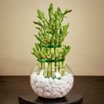 3 Layer Lucky Bamboo Plant In Glass Vase