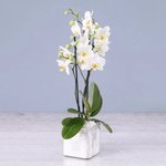 Two Stem White Orchid Plant in Square Vase