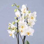 Two Stem White Orchid Plant in Square Vase - Image 3