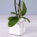 Two Stem White Orchid Plant in Square Vase - Image 2