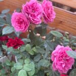 Roses 3pots Bundle Indoor plants UAE - Image 4