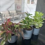 Indoor Plants Mega Bundle 3pc