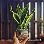 Table Plant snakeplamt