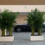 Areca Palm in Fiber Pot Height 2.5m to 3m XL