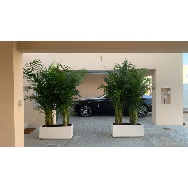 3A79EDCF-B000-4A57-B7FC-E56D0A404A2E.jpg Areca Palm in Fiber Pot Height 2.5m to 3m XL - Image 1