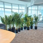 Office Plants Best Seller Bundle 11plants super promo - Image 2