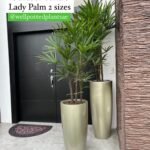 Outdoor Bundle (Lady Palm) in Fiber Pot