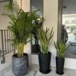 Air Purifying Bundle Plants UAE